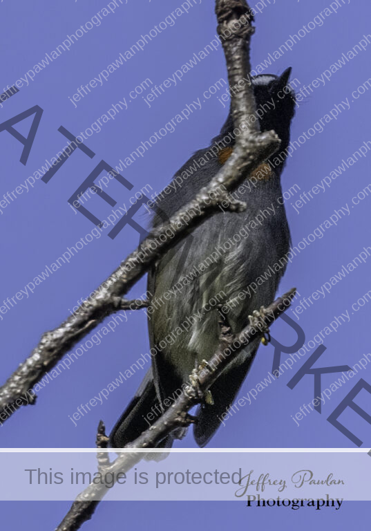916769-rufous-gorgeted-flycatcher-signed-WP-537x768