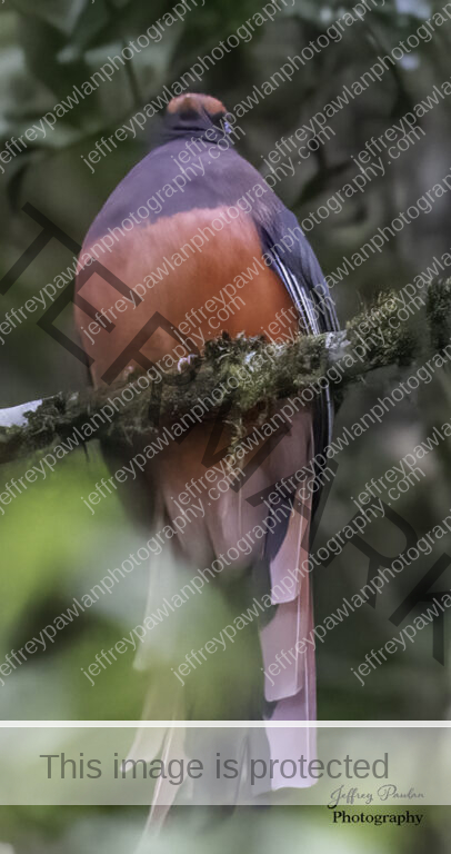 916805-Wards-Trogon-signed-WP-406x768