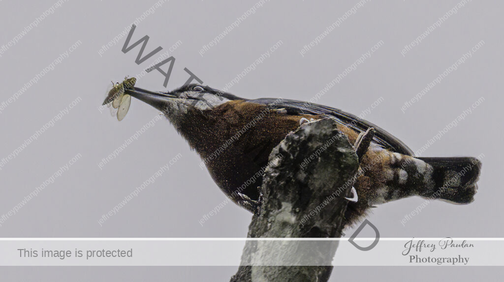 917119-chestnut-bellied-nuthatch-Sitta-cinnamoventris-enlarge-signed-WP-1024x574