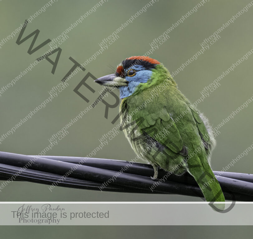 917142-Blue-throated-barbet-signed-WP-812x768