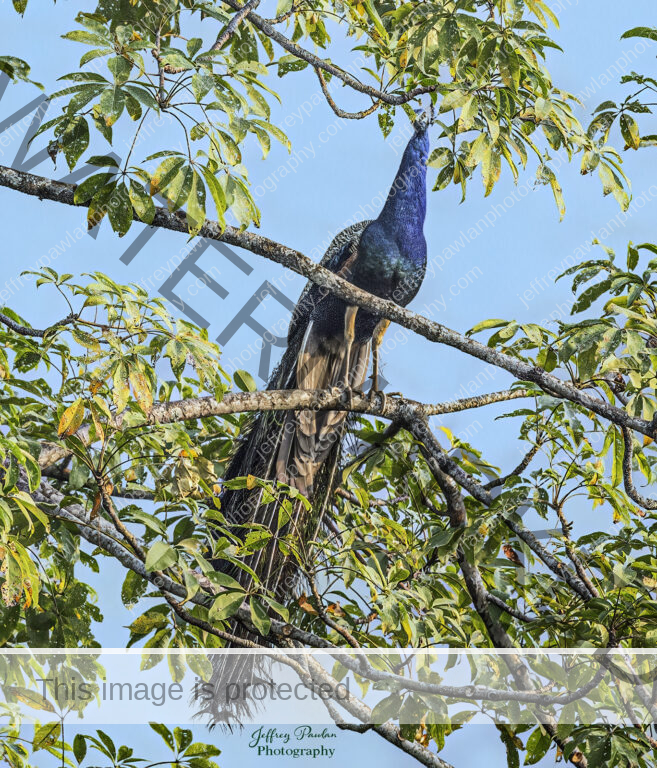 917278-male-peacock-in-a-tree-signed-flatten-WP-657x768