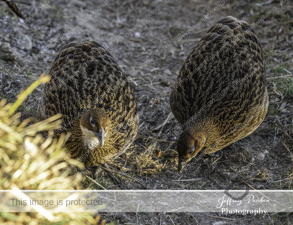 920447-female-Himalayan-Monal-Lophophorus-impejanus-signed-WP-1001x768
