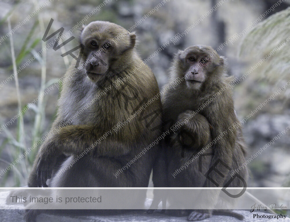 920608-Arunachal-Macaque-Macaca-munzala-signed-WP-1000x768