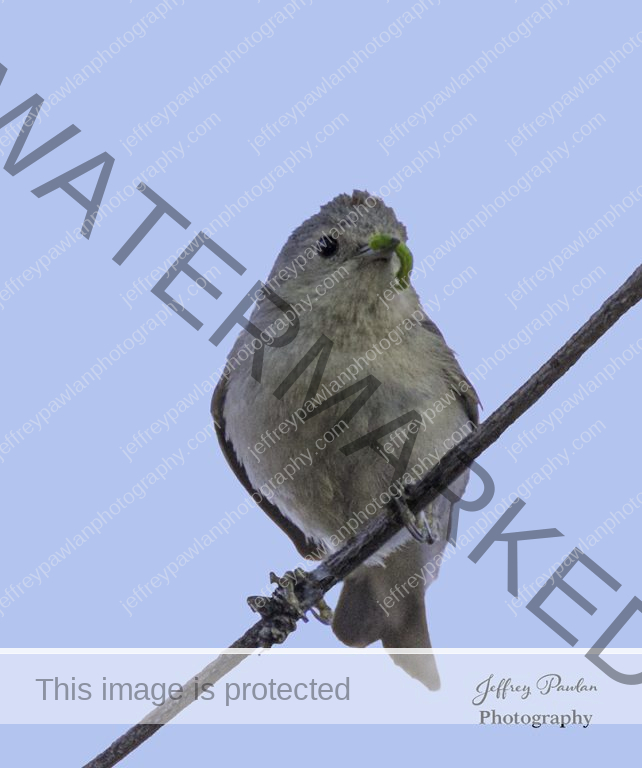 Z917532-Pale-billed-Flowerpecker-signed-wp-642x768