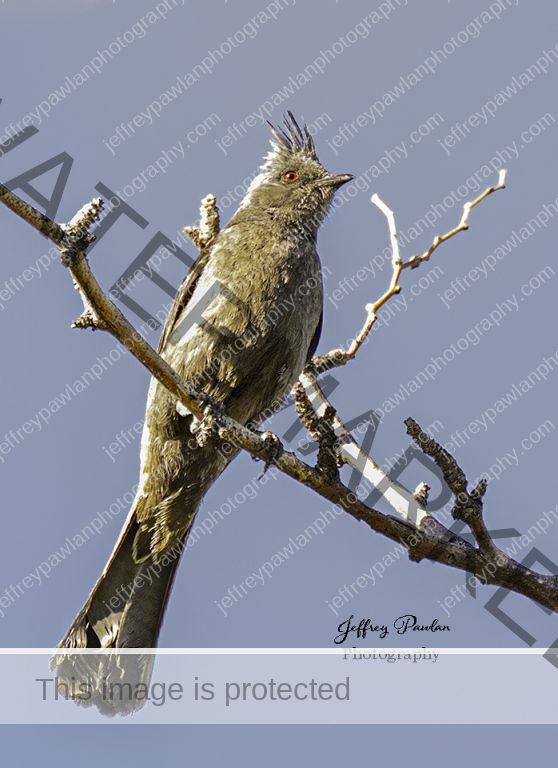 Z917570-Phainopepla-Phainopepla-nitens-signed-wp-558x768