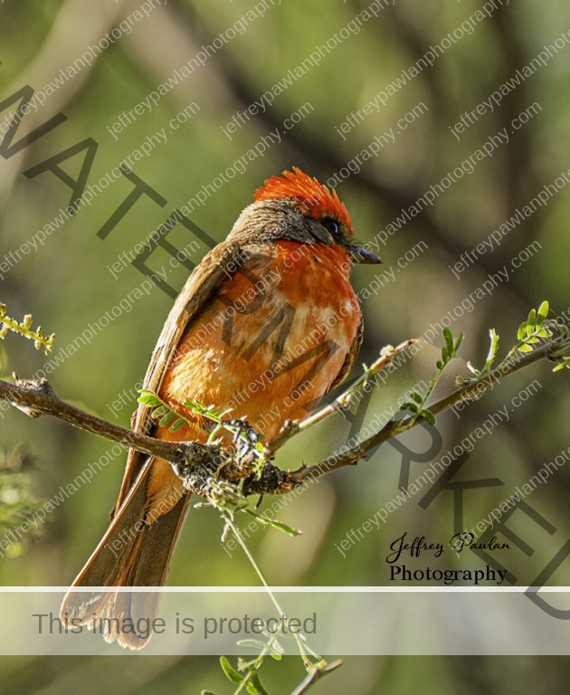 Z917596-Vermilion-Flycatcher-signed-wp-630x768
