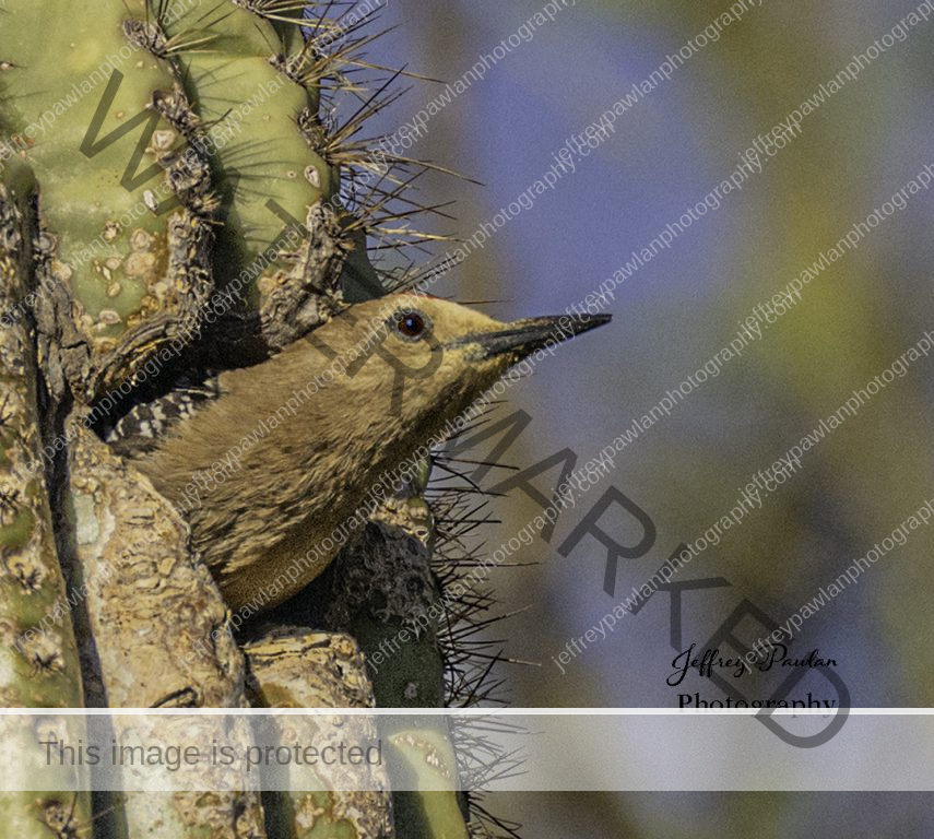 Z917644-male-Gila-Woodpecker-signed-wp-855x768