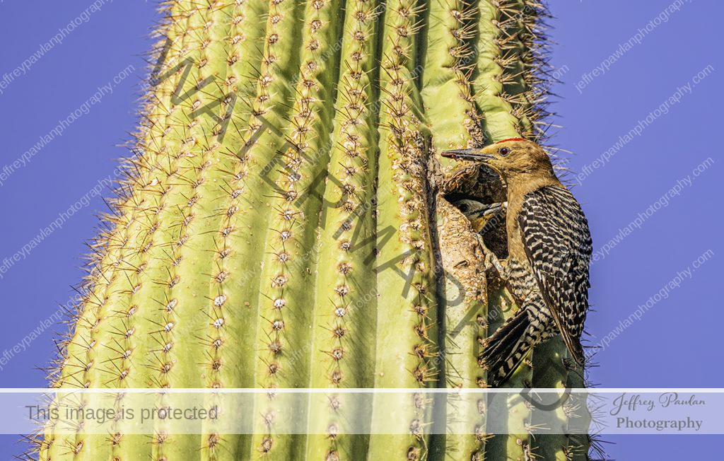 Z917726-A-male-Gila-woodpecker-feeding-its-baby-in-a-Saguaro-cactus-signed-wp-1024x652