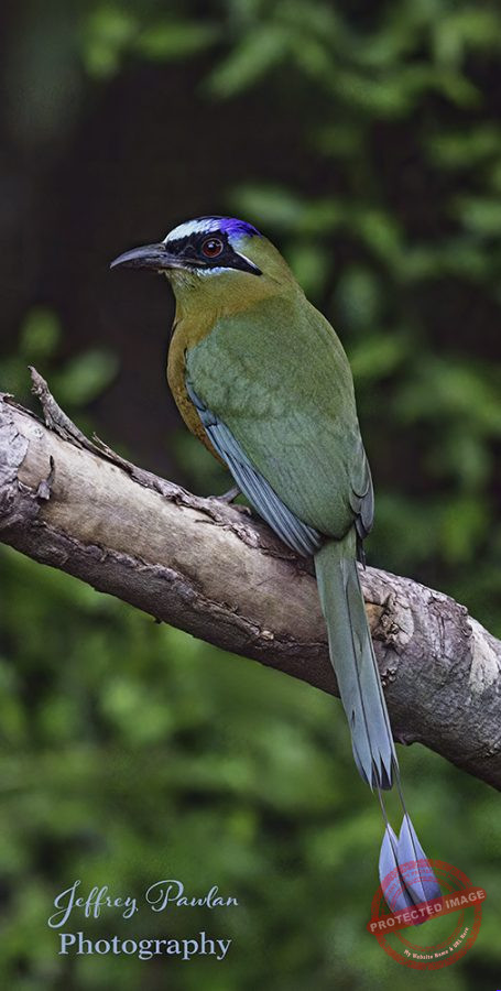 Z910104-crop-Amazonian-Motmot-Momotus-momota-signed-455x900