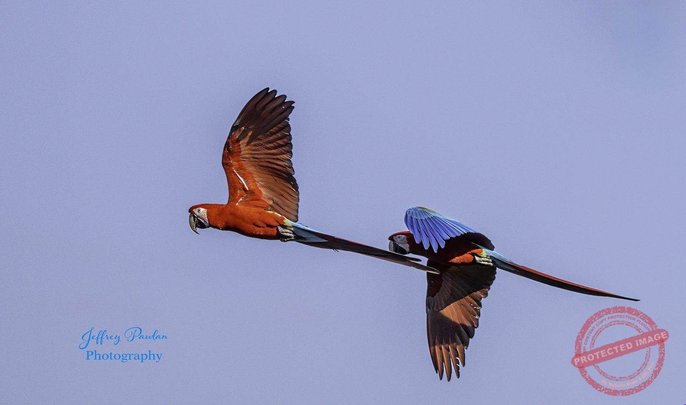 Z910279-2-Red-and-green-Macaws-Ara-chloropterus-flying-signed-1400x827