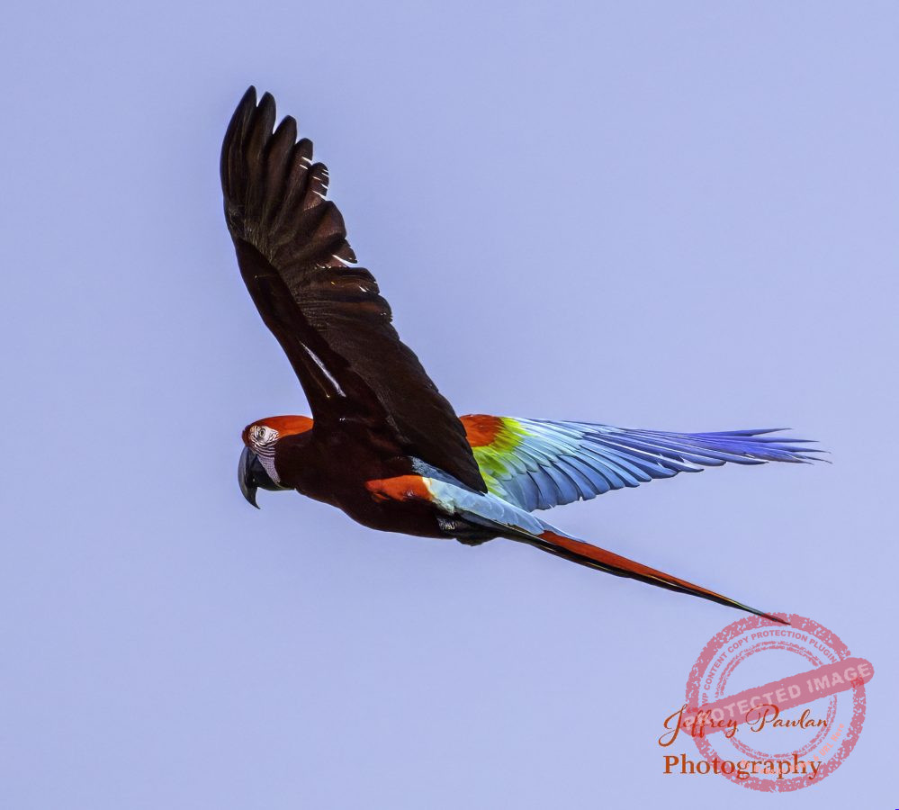 Z910288-flying-Red-and-green-Macaw-Ara-chloropterus-signed-999x900