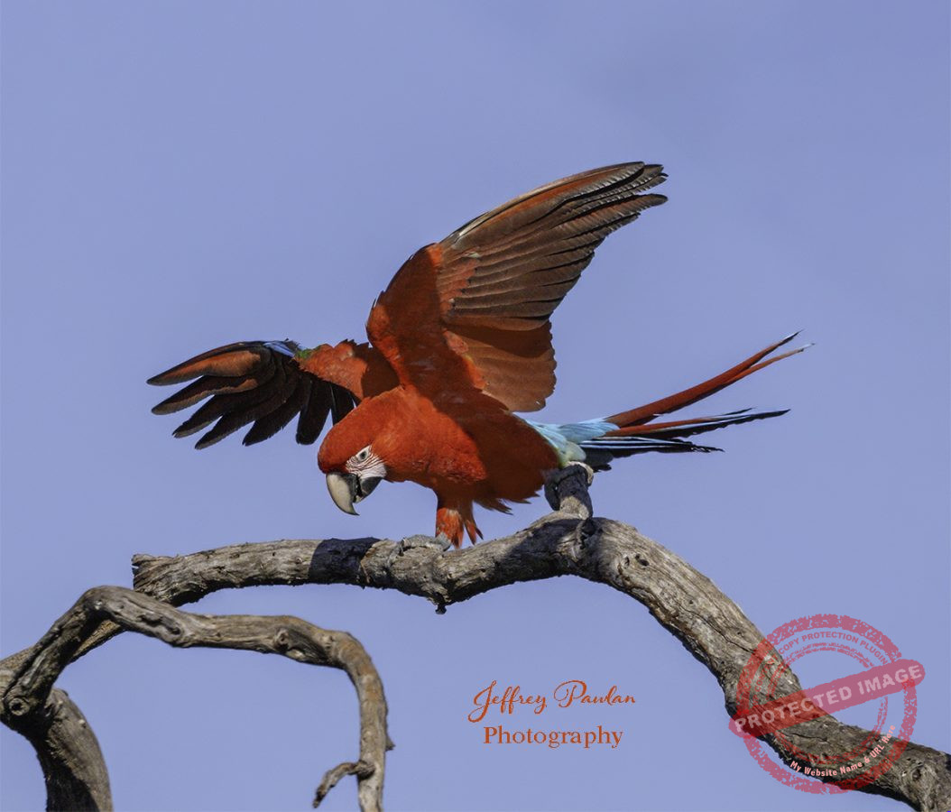 Z910297-Red-and-green-Macaw-Ara-chloropterus-landing-on-a-branch-signed-1054x900