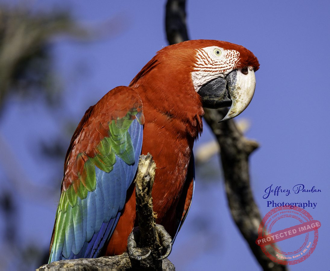 Z911057-Red-and-Green-Macaw-Ara-chloropterus-signed-1095x900