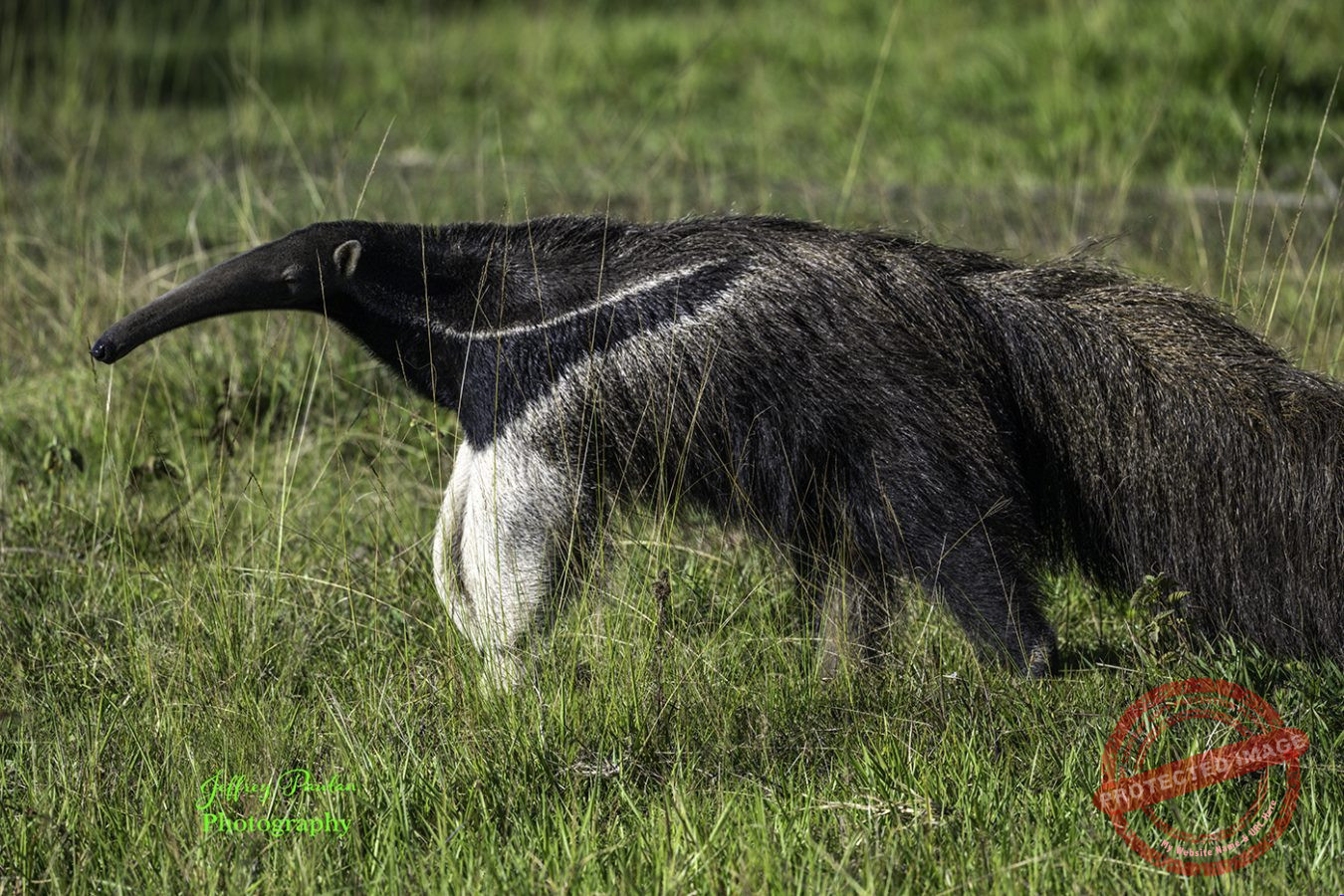 Z911284-giant-anteater-Myrmecophaga-tridactyla-signed-1350x900