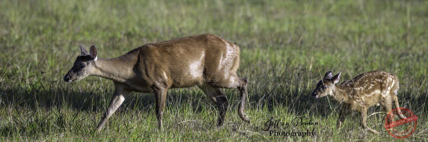 Z911293-Red-Brocket-deer-in-Brazil-Mazama-americana-signed-1400x467
