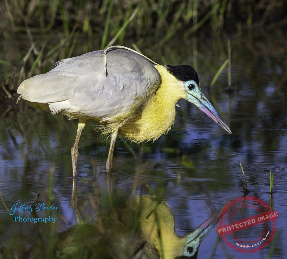 Z911299-Capped-Heron-Pilherodius-pileatus-signed-994x900