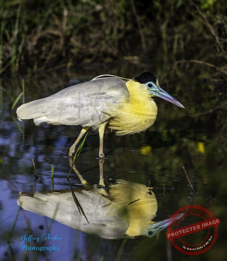 Z911301-Capped-Heron-Pilherodius-pileatus-signed-782x900