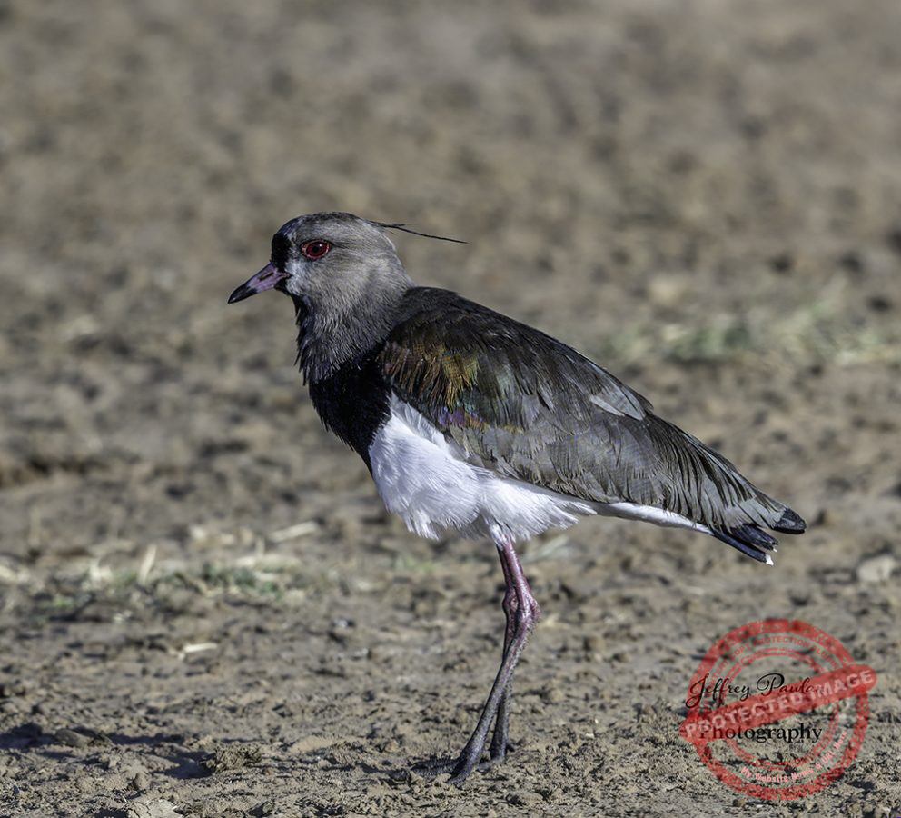 Z911306-Southern-lapwing-Vanellus-chilensis-lampronotus-signed-992x900
