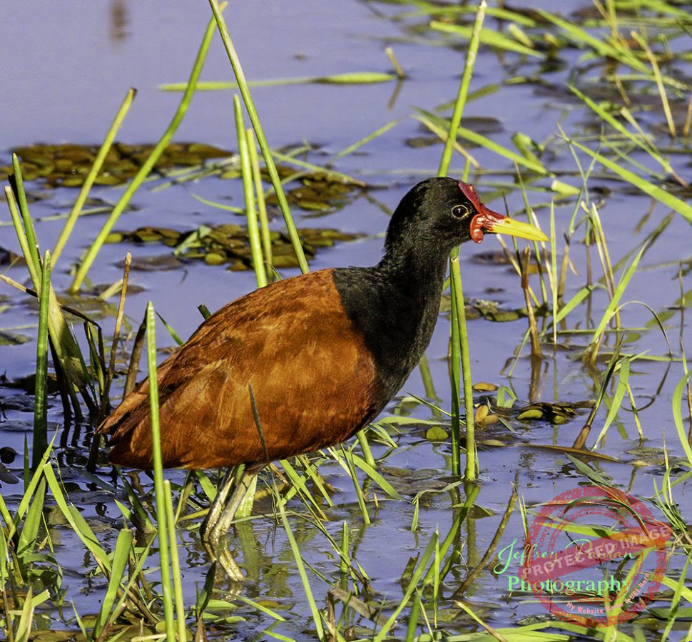 Z911313-Wattled-jacana-Jacana-jacana-signed-970x900