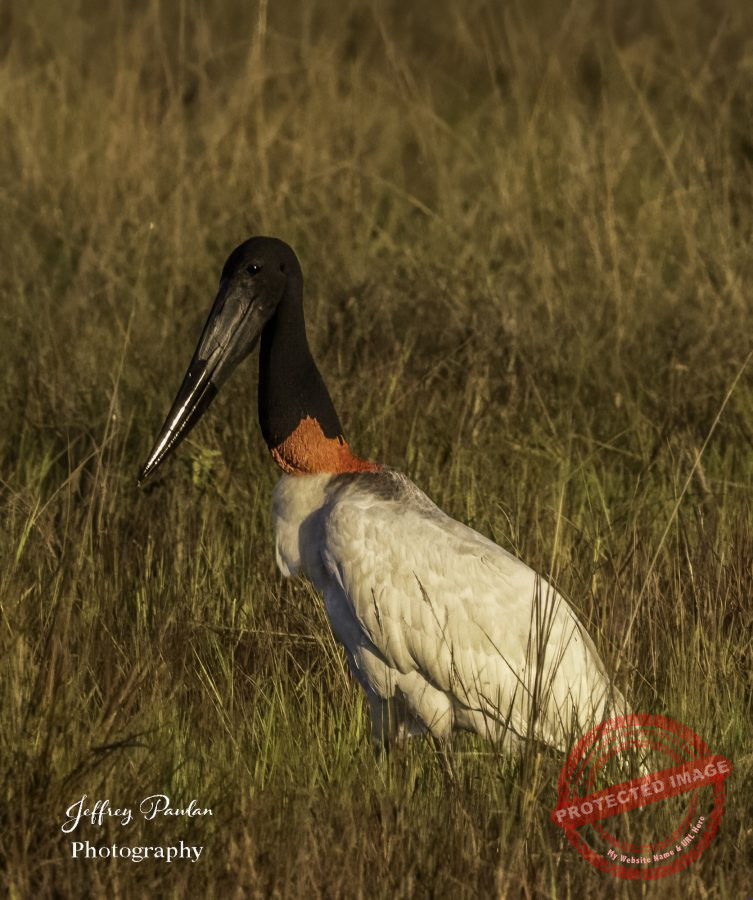 Z911318-Jabiru-Jabiru-mycteria-signed-753x900