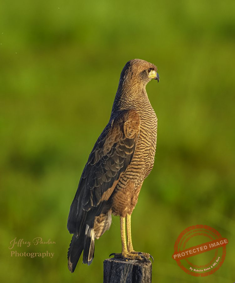 Z911323-Savanna-Hawk-Buteogallus-meridionalis-signed-750x900