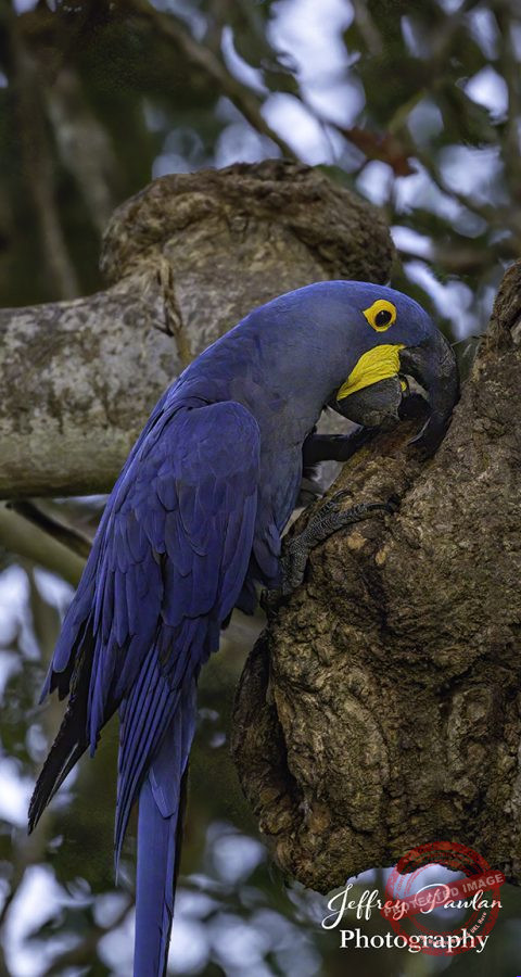 Z911332-Hyacinth-macaw-Anodorhynchus-hyacinthinus-signed-480x900