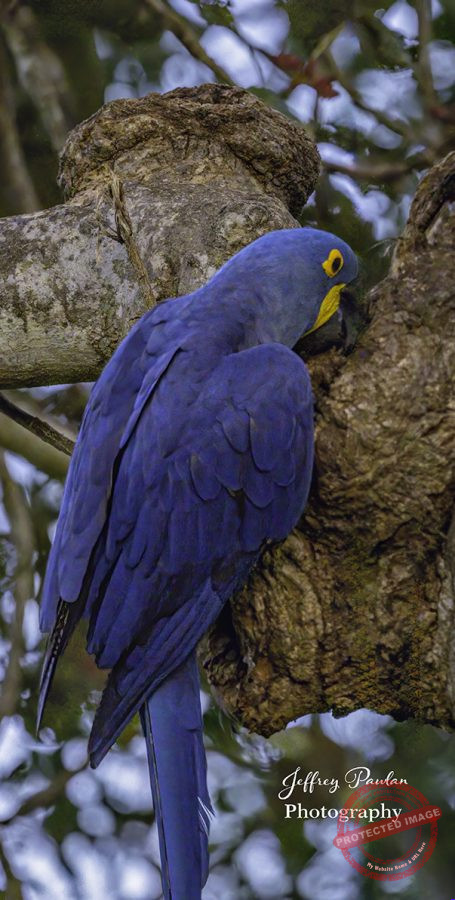 Z911333-Hyacinth-macaw-Anodorhynchus-hyacinthinus-signed-455x900
