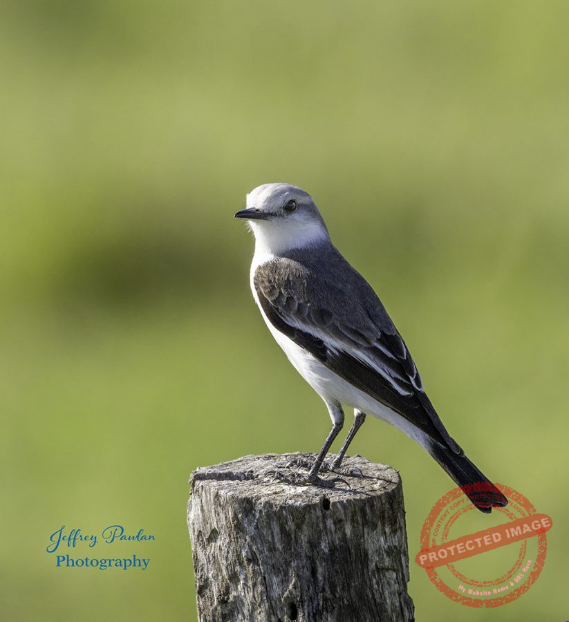 Z911417-White-rumped-Monjita-Xolmis-velatus-signed-823x900