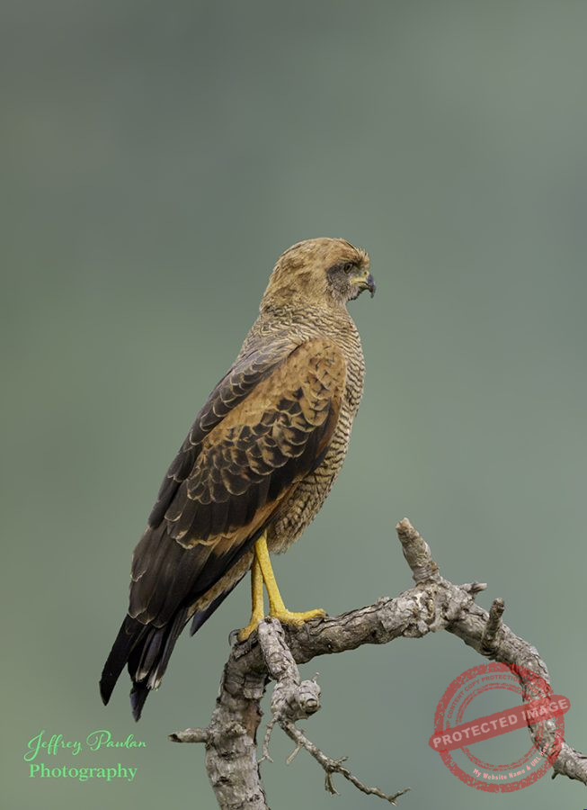 Z911420-Savanna-hawk-Buteogallus-meridionalis-edit-3-signed-653x900