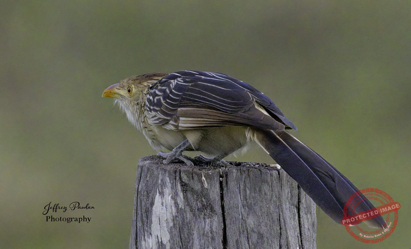 Z911422-Guira-cuckoo-Guira-guira-signed-1400x851