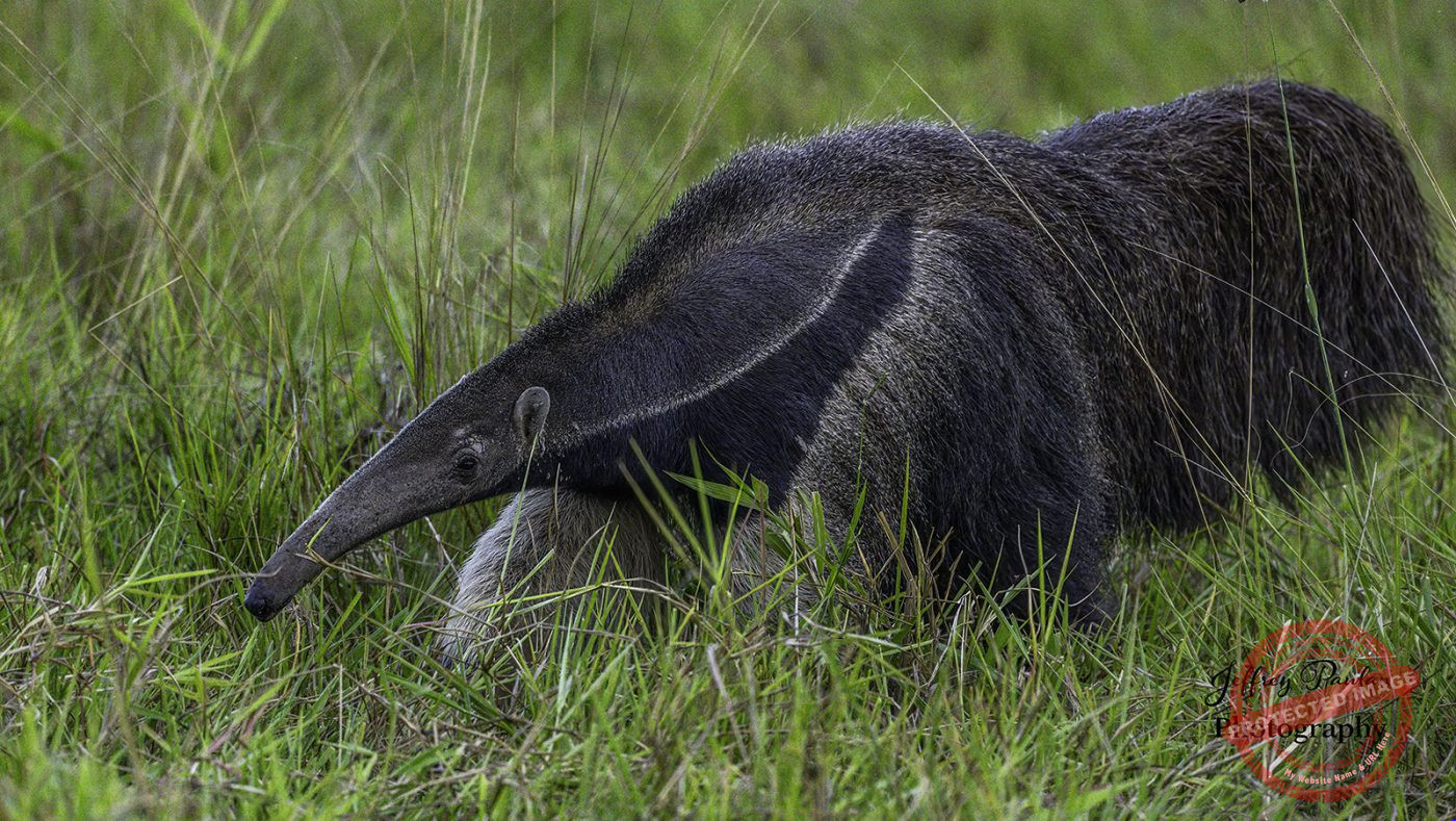Z911436-giant-anteater-Myrmecophaga-tridactyla-signed-1400x789