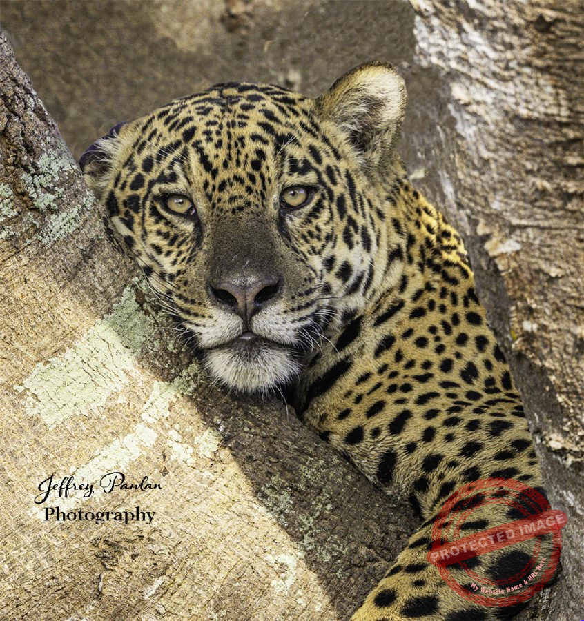 Z911463-v5-Jaguar-on-branch-signed-846x900