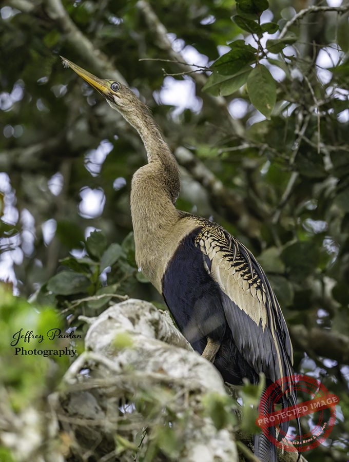 Z911475-Female-Anhinga-Anhinga-anhinga-signed-680x900