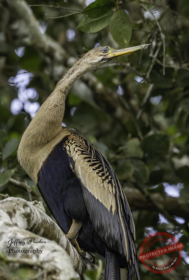 Z911477-Female-Anhinga-Anhinga-anhinga-signed-608x900