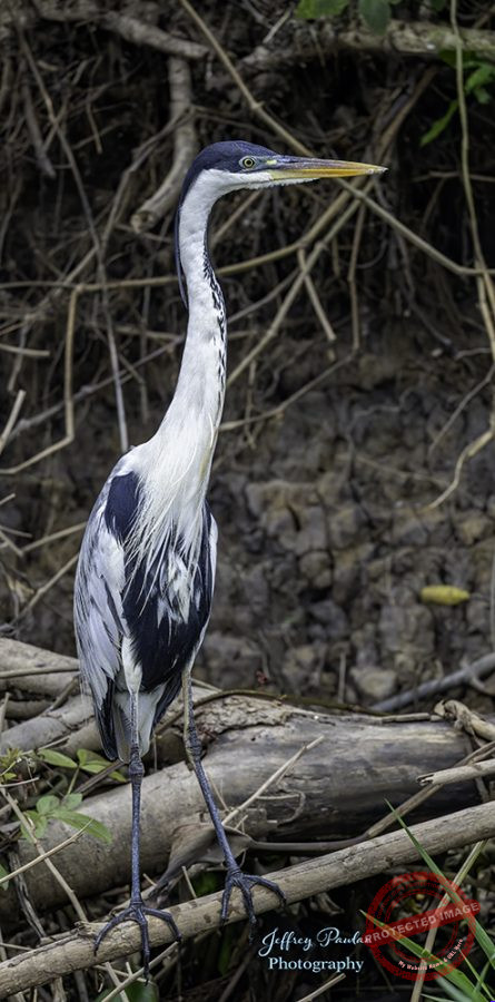 Z911496-Cocoi-Heron-Ardea-cocoi-signed-445x900