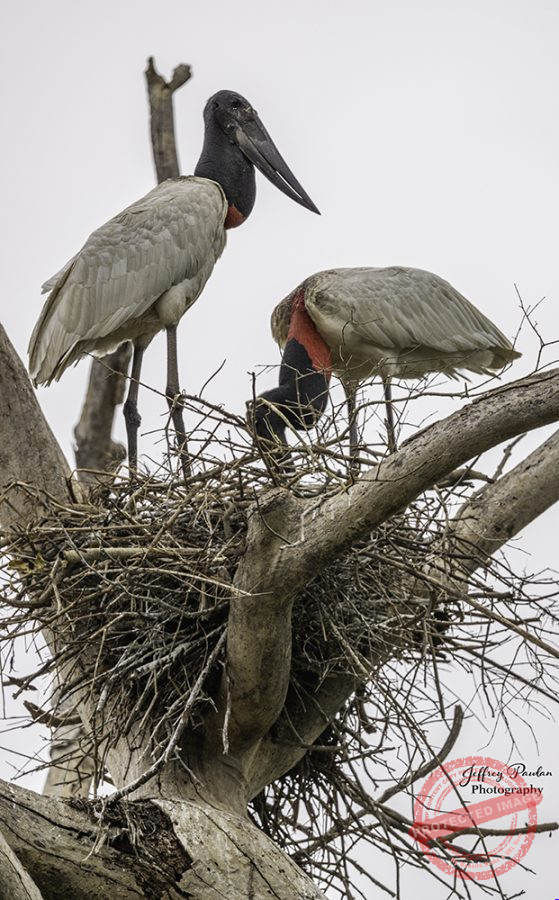 Z911507-v2-pair-of-Jabiru-building-their-nest-Jabiru-mycteria-signed-559x900