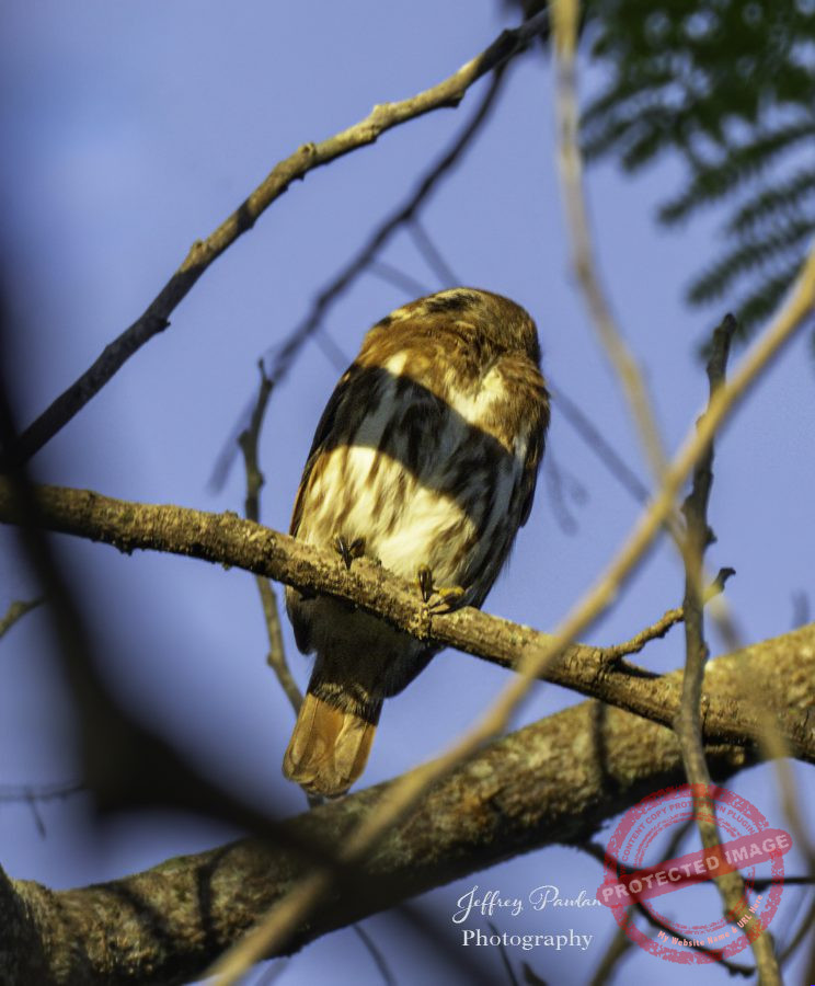 Z920700-Feruginous-Pygmy-Owl-signed-744x900