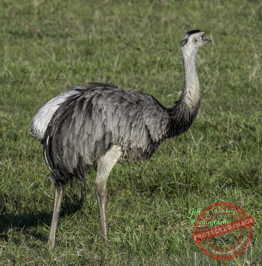 Z921250-Greater-Rhea-Rhea-americana-signed-888x900