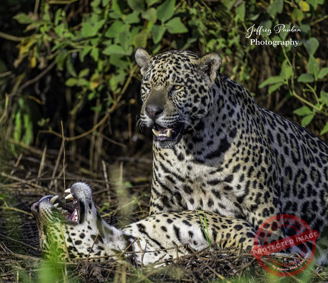 Z921349-2-jaguars-playing-signed-1042x900