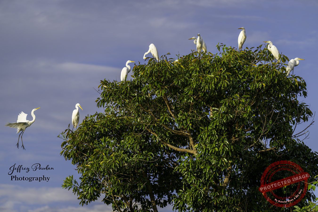 Z921393-tree-full-of-Great-Egrets-Ardea-alba-Garca-branca-grande-signed-1350x900