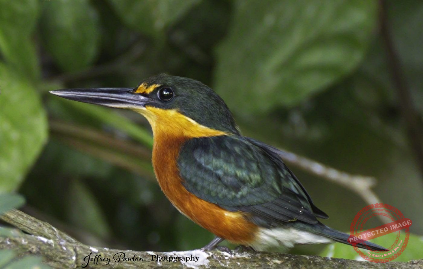 Z921526-American-Pygmy-Kingfisher-Chloroceryle-aenea-signed-1400x892