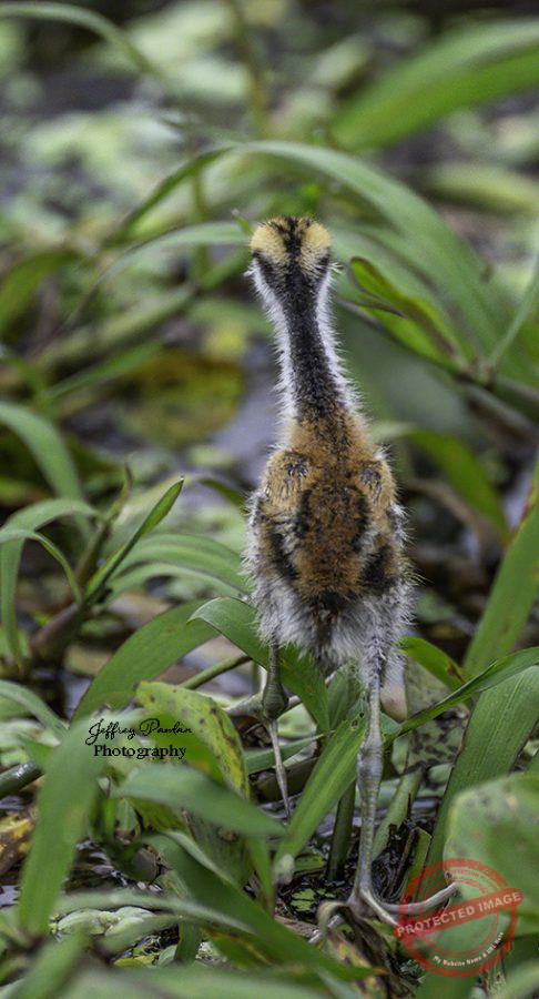 Z921541-baby-Wattled-Jacana-Jacana-jacana-signed-486x900