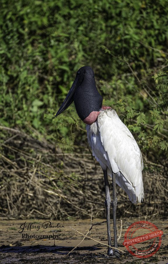 Z921588-Jabiru-Jabiru-mycteria-signed-575x900