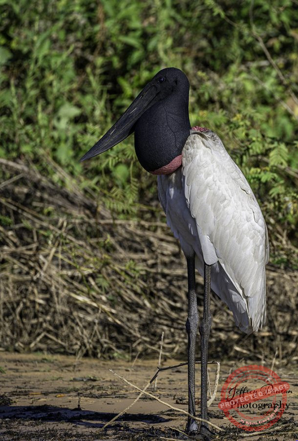Z921595-Jabiru-Jabiru-mycteria-signed-610x900